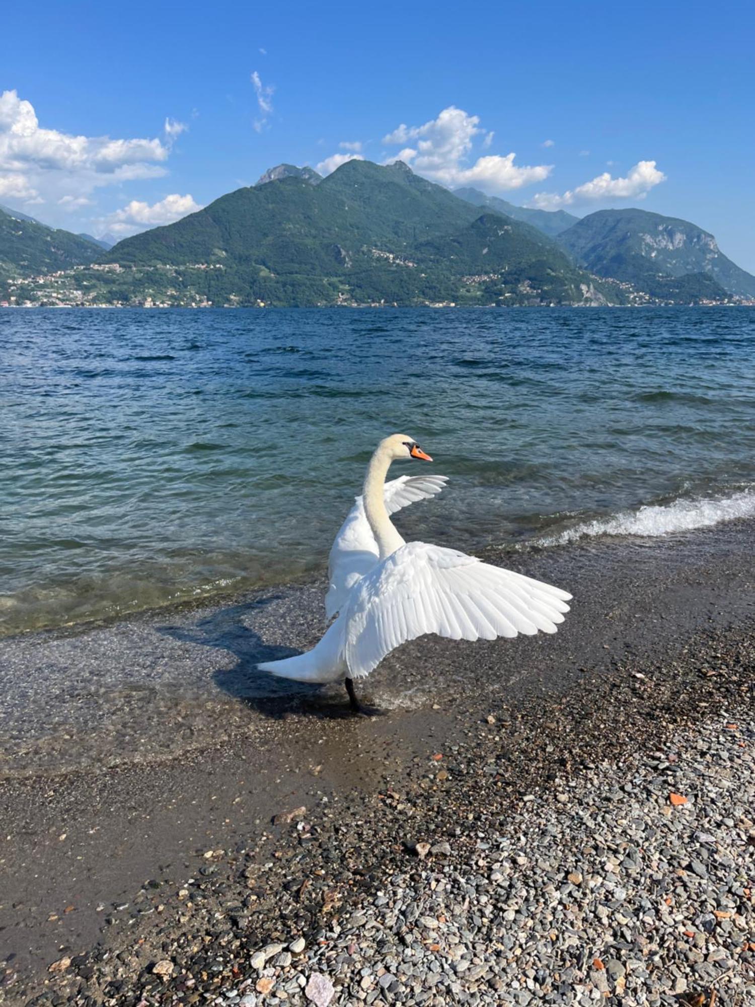 Luxury Apartment Lake Como Acquaseria Bagian luar foto